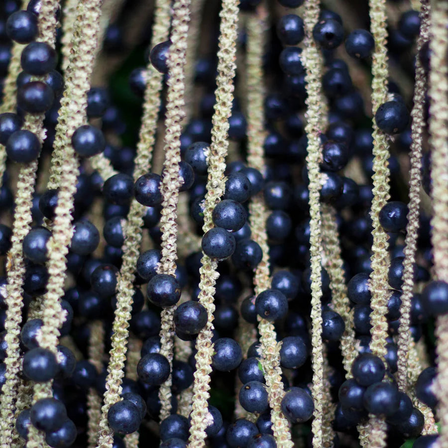 Terrasoul Superfoods Organic Acai Berry Powder, 4 Oz, Freeze-Dried for Freshness, Omega Fats Boost for Smoothie Bowls, and Antioxidant-Packed Superfoods Recipes