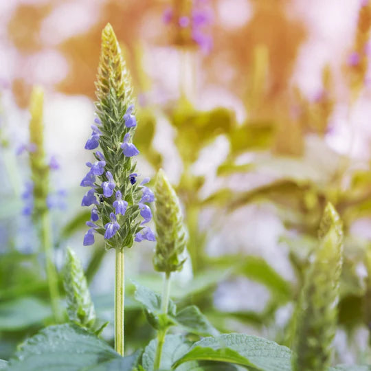 Terrasoul Superfoods Organic Black Chia Seeds,  16oz, Nutrient-Packed Superfood for Energy, Puddings, Smoothies, and Baking